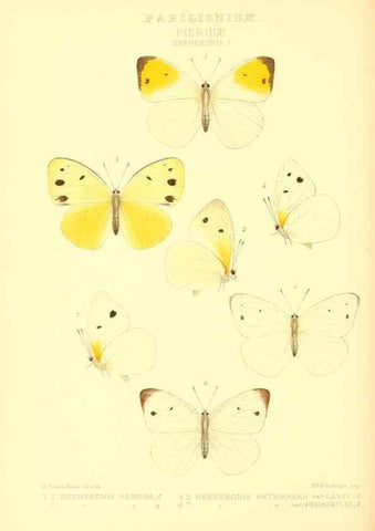 Reproducción/Reproduction 48953826713: Rhopalocera exotica. London :Gurney & Jackson,1887-1902.. 