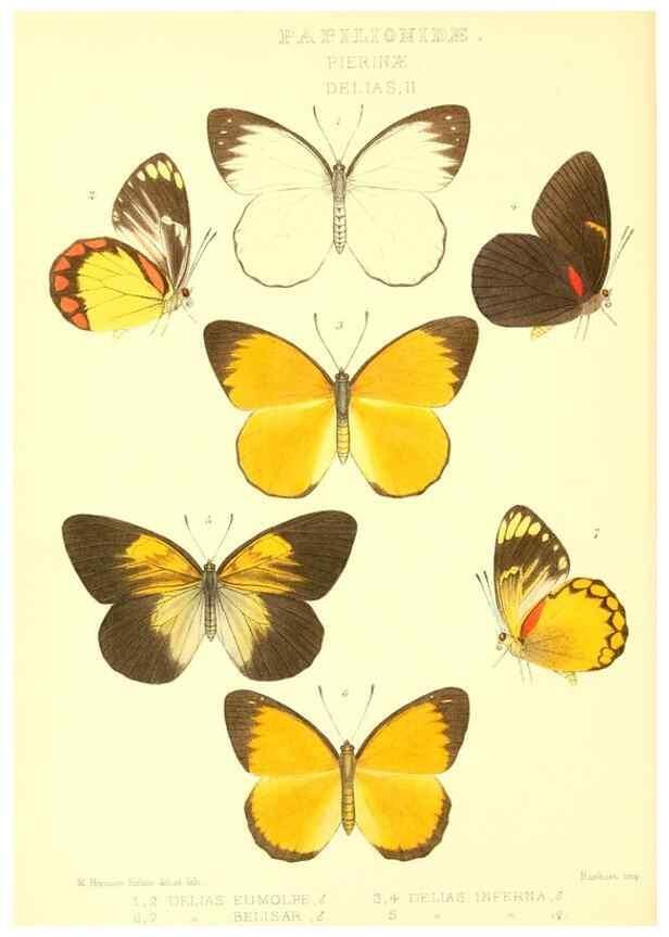 Reproducción/Reproduction 48953820623: Rhopalocera exotica. London :Gurney & Jackson,1887-1902.. 