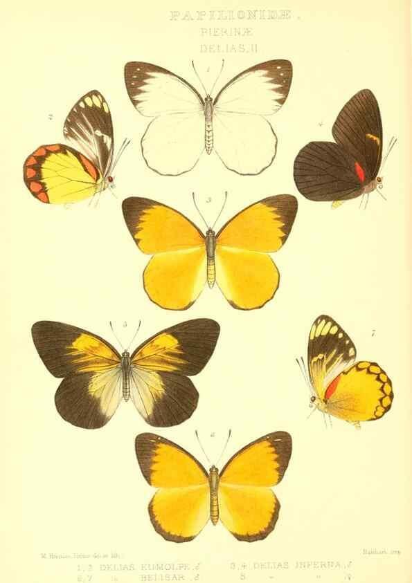 Reproducción/Reproduction 48953820623: Rhopalocera exotica. London :Gurney & Jackson,1887-1902.. 
