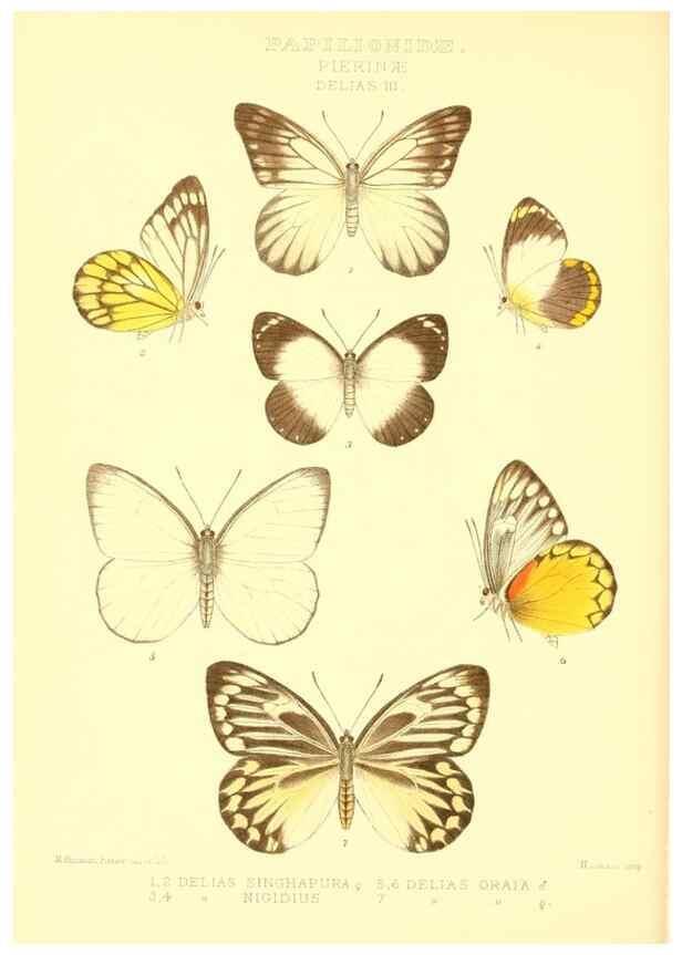 Reproducción/Reproduction 48954371136: Rhopalocera exotica. London :Gurney & Jackson,1887-1902.. 