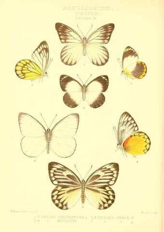 Reproducción/Reproduction 48954371136: Rhopalocera exotica. London :Gurney & Jackson,1887-1902.. 