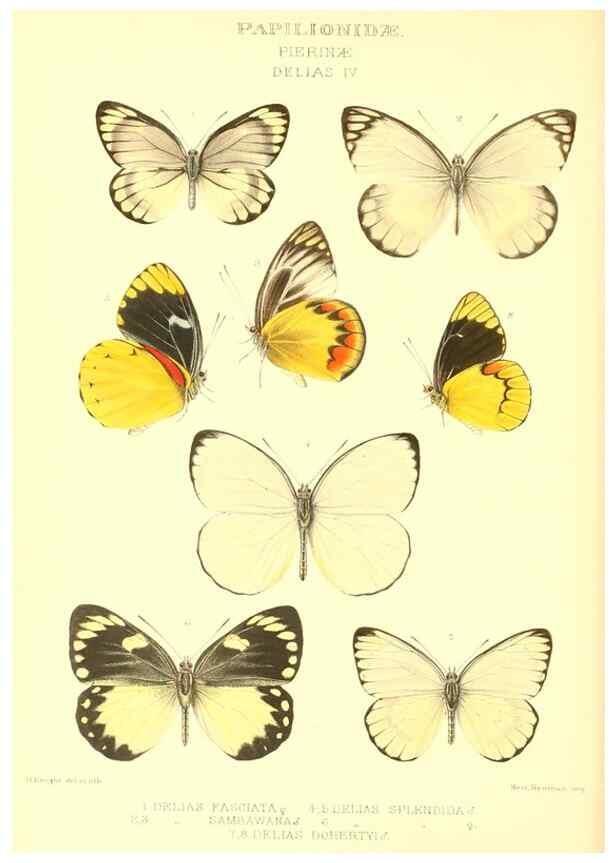 Reproducción/Reproduction 48954560127: Rhopalocera exotica. London :Gurney & Jackson,1887-1902.. 