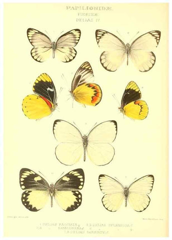 Reproducción/Reproduction 48954560127: Rhopalocera exotica. London :Gurney & Jackson,1887-1902.. 