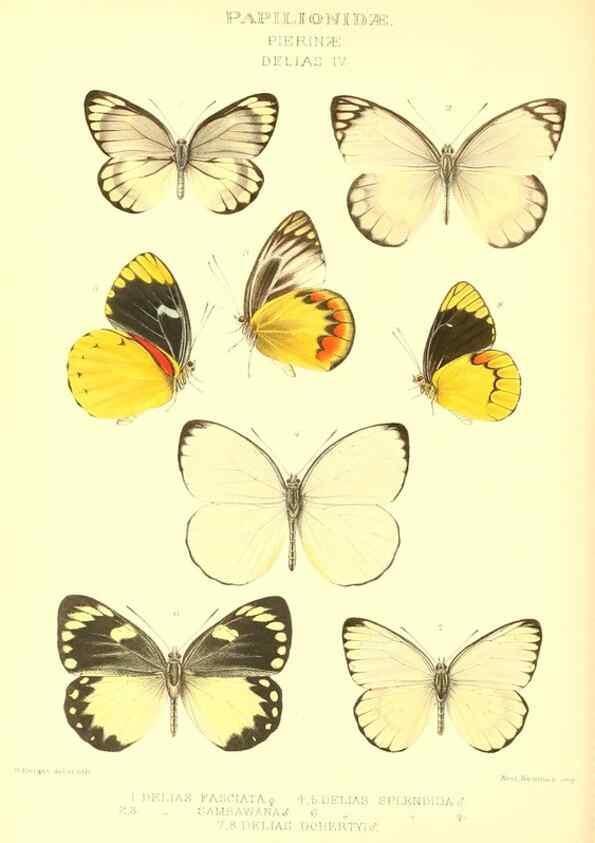 Reproducción/Reproduction 48954560127: Rhopalocera exotica. London :Gurney & Jackson,1887-1902.. 