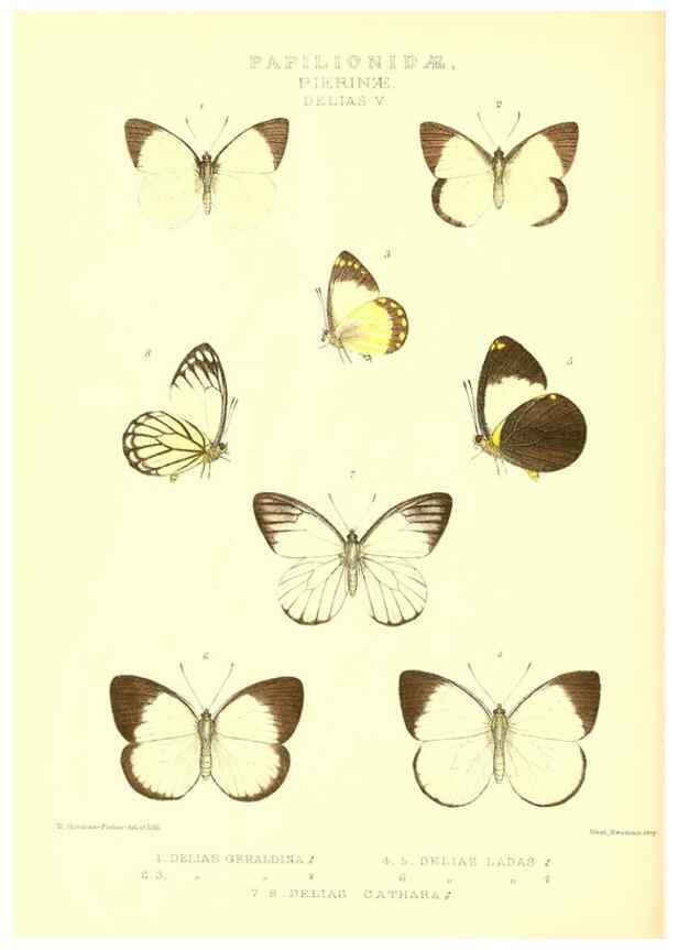 Reproducción/Reproduction 48954560472: Rhopalocera exotica. London :Gurney & Jackson,1887-1902.. 
