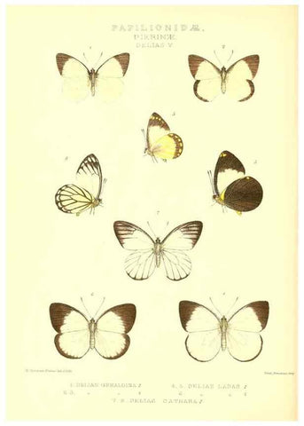 Reproducción/Reproduction 48954560472: Rhopalocera exotica. London :Gurney & Jackson,1887-1902.. 