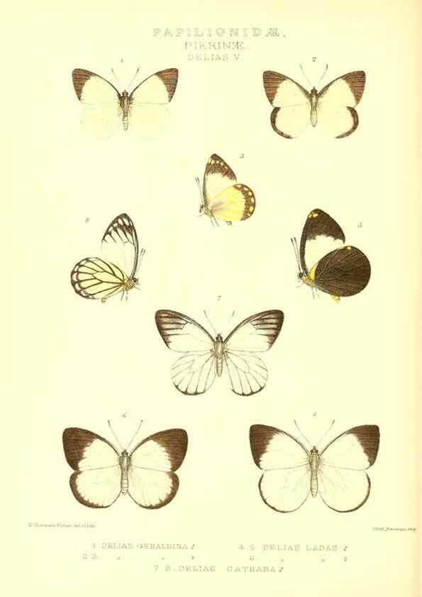 Reproducción/Reproduction 48954560472: Rhopalocera exotica. London :Gurney & Jackson,1887-1902.. 