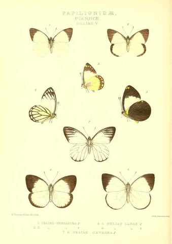 Reproducción/Reproduction 48954560472: Rhopalocera exotica. London :Gurney & Jackson,1887-1902.. 
