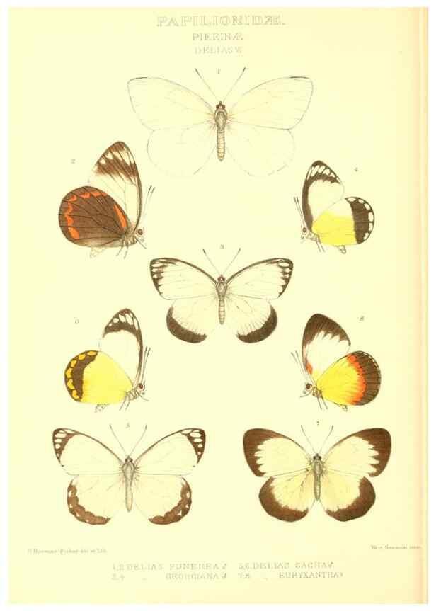 Reproducción/Reproduction 48953822218: Rhopalocera exotica. London :Gurney & Jackson,1887-1902.. 