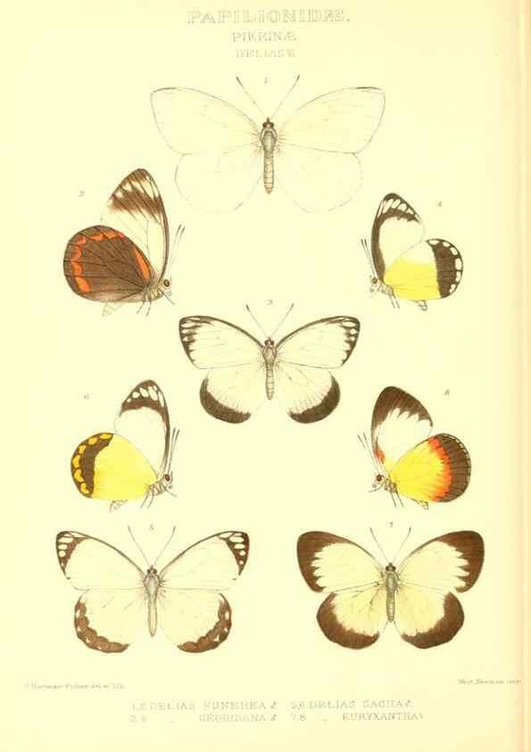 Reproducción/Reproduction 48953822218: Rhopalocera exotica. London :Gurney & Jackson,1887-1902.. 
