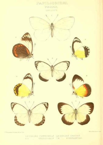 Reproducción/Reproduction 48953822218: Rhopalocera exotica. London :Gurney & Jackson,1887-1902.. 