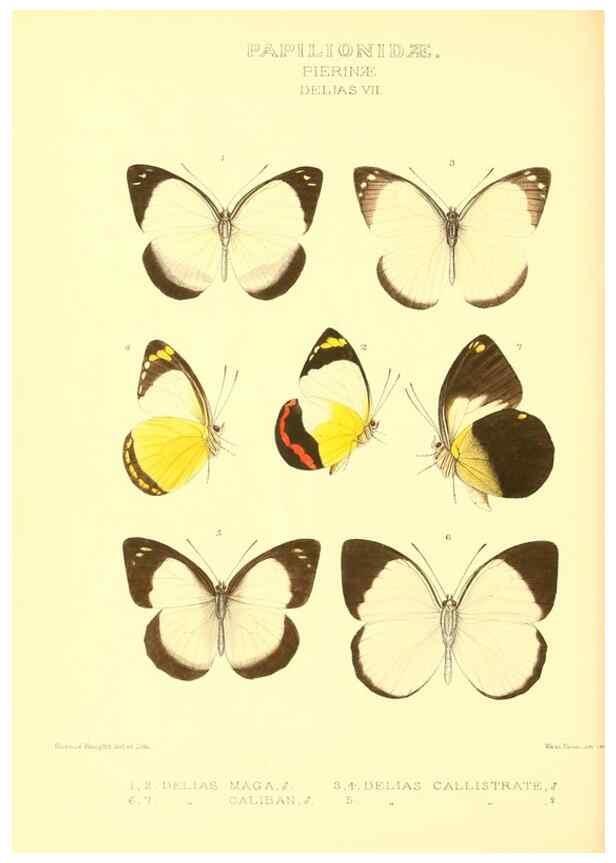 Reproducción/Reproduction 48954561517: Rhopalocera exotica. London :Gurney & Jackson,1887-1902.. 