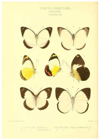 Reproducción/Reproduction 48954561517: Rhopalocera exotica. London :Gurney & Jackson,1887-1902.. 