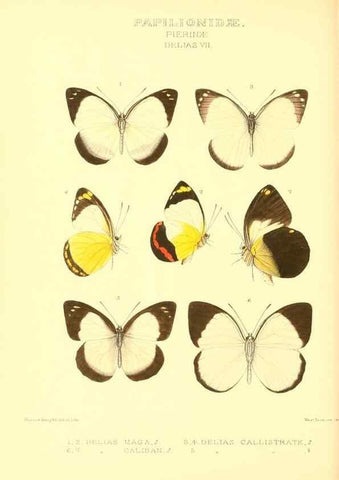 Reproducción/Reproduction 48954561517: Rhopalocera exotica. London :Gurney & Jackson,1887-1902.. 