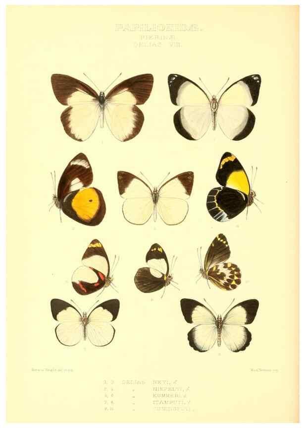 Reproducción/Reproduction 48953823078: Rhopalocera exotica. London :Gurney & Jackson,1887-1902.. 