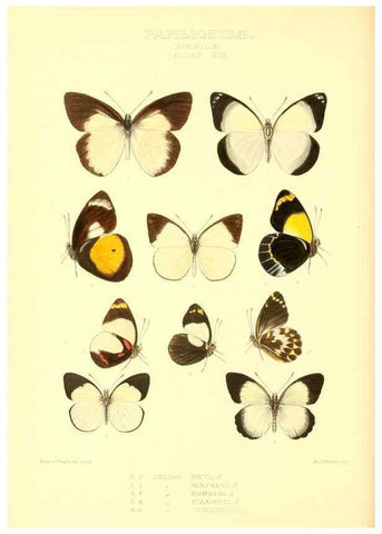 Reproducción/Reproduction 48953823078: Rhopalocera exotica. London :Gurney & Jackson,1887-1902.. 
