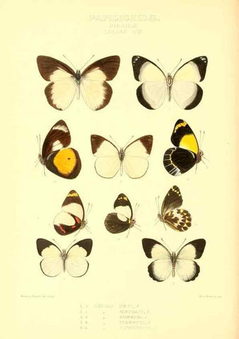 Reproducción/Reproduction 48953823078: Rhopalocera exotica. London :Gurney & Jackson,1887-1902.. 
