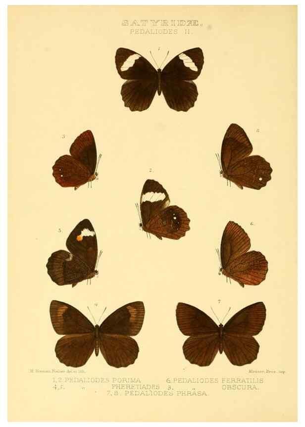 Reproducción/Reproduction 48954620172: Rhopalocera exotica. London :Gurney & Jackson,1887-1902.. 