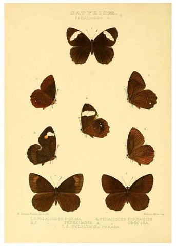 Reproducción/Reproduction 48954620172: Rhopalocera exotica. London :Gurney & Jackson,1887-1902.. 