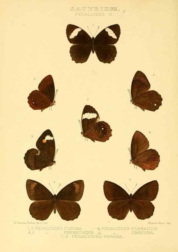 Reproducción/Reproduction 48954620172: Rhopalocera exotica. London :Gurney & Jackson,1887-1902.. 