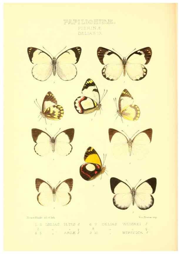 Reproducción/Reproduction 48953823413: Rhopalocera exotica. London :Gurney & Jackson,1887-1902.. 