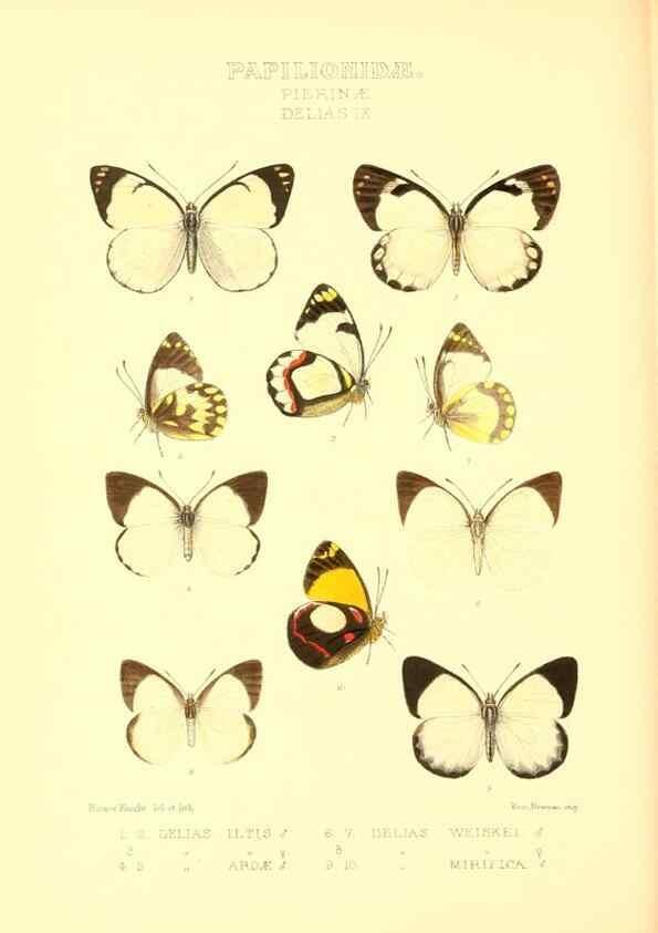 Reproducción/Reproduction 48953823413: Rhopalocera exotica. London :Gurney & Jackson,1887-1902.. 