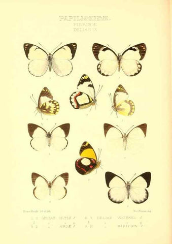 Reproducción/Reproduction 48953823413: Rhopalocera exotica. London :Gurney & Jackson,1887-1902.. 