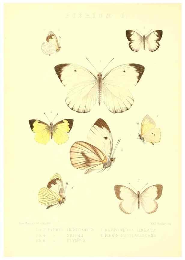 Reproducción/Reproduction 48954562912: Rhopalocera exotica. London :Gurney & Jackson,1887-1902.. 