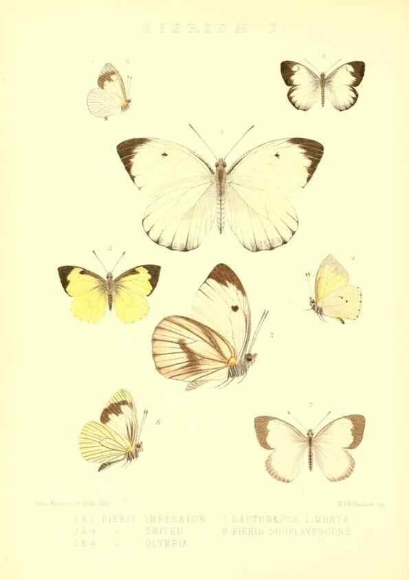 Reproducción/Reproduction 48954562912: Rhopalocera exotica. London :Gurney & Jackson,1887-1902.. 