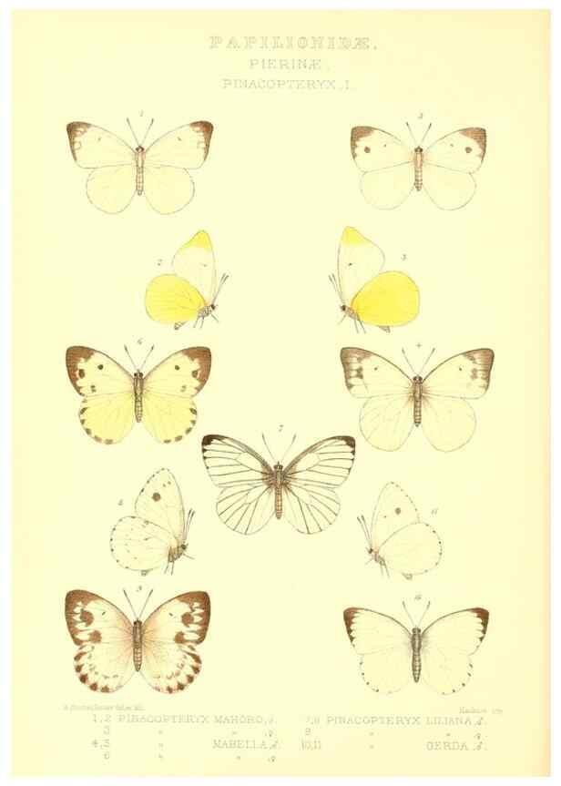 Reproducción/Reproduction 48953824523: Rhopalocera exotica. London :Gurney & Jackson,1887-1902.. 