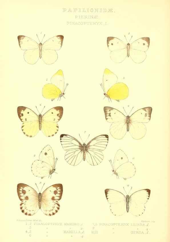 Reproducción/Reproduction 48953824523: Rhopalocera exotica. London :Gurney & Jackson,1887-1902.. 