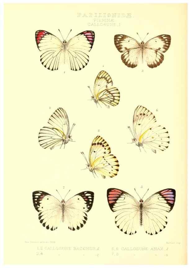 Reproducción/Reproduction 48953824818: Rhopalocera exotica. London :Gurney & Jackson,1887-1902.. 