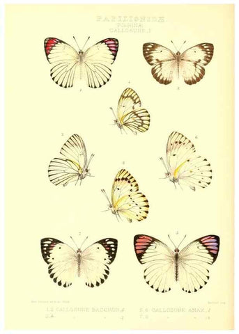 Reproducción/Reproduction 48953824818: Rhopalocera exotica. London :Gurney & Jackson,1887-1902.. 
