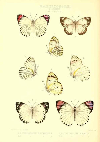 Reproducción/Reproduction 48953824818: Rhopalocera exotica. London :Gurney & Jackson,1887-1902.. 