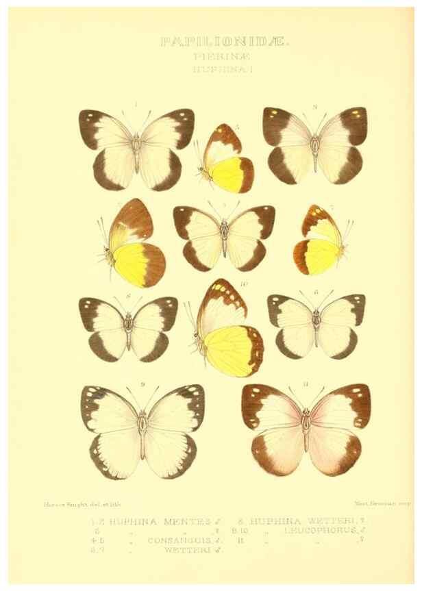 Reproducción/Reproduction 48953825178: Rhopalocera exotica. London :Gurney & Jackson,1887-1902.. 