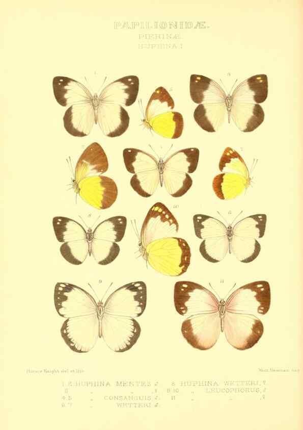 Reproducción/Reproduction 48953825178: Rhopalocera exotica. London :Gurney & Jackson,1887-1902.. 