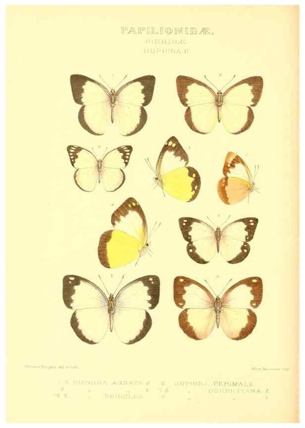 Reproducción/Reproduction 48954376036: Rhopalocera exotica. London :Gurney & Jackson,1887-1902.. 
