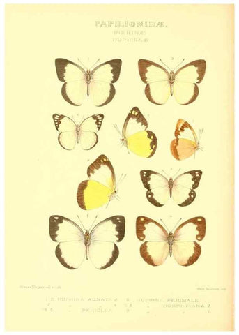 Reproducción/Reproduction 48954376036: Rhopalocera exotica. London :Gurney & Jackson,1887-1902.. 
