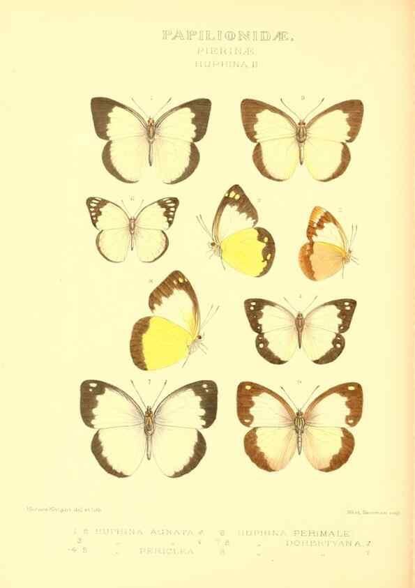 Reproducción/Reproduction 48954376036: Rhopalocera exotica. London :Gurney & Jackson,1887-1902.. 