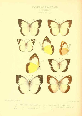 Reproducción/Reproduction 48954376036: Rhopalocera exotica. London :Gurney & Jackson,1887-1902.. 