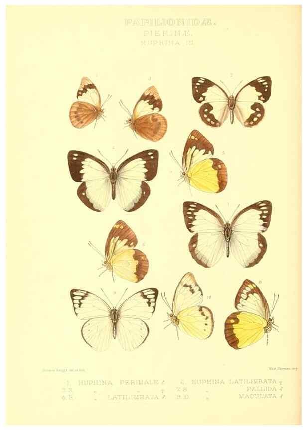 Reproducción/Reproduction 48954564702: Rhopalocera exotica. London :Gurney & Jackson,1887-1902.. 