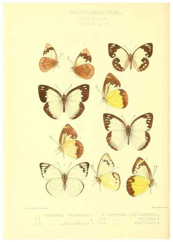 Reproducción/Reproduction 48954564702: Rhopalocera exotica. London :Gurney & Jackson,1887-1902.. 