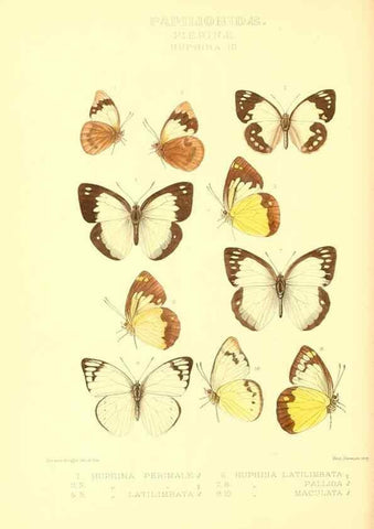 Reproducción/Reproduction 48954564702: Rhopalocera exotica. London :Gurney & Jackson,1887-1902.. 