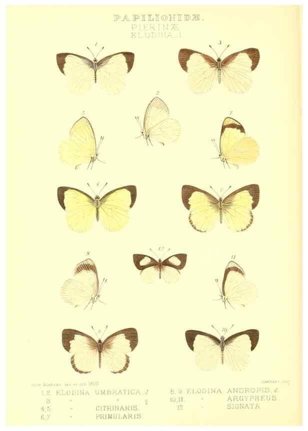 Reproducción/Reproduction 48954565047: Rhopalocera exotica. London :Gurney & Jackson,1887-1902.. 