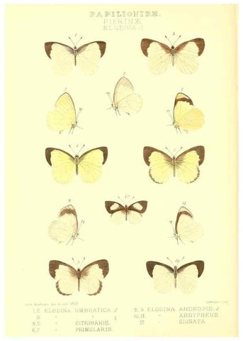 Reproducción/Reproduction 48954565047: Rhopalocera exotica. London :Gurney & Jackson,1887-1902.. 