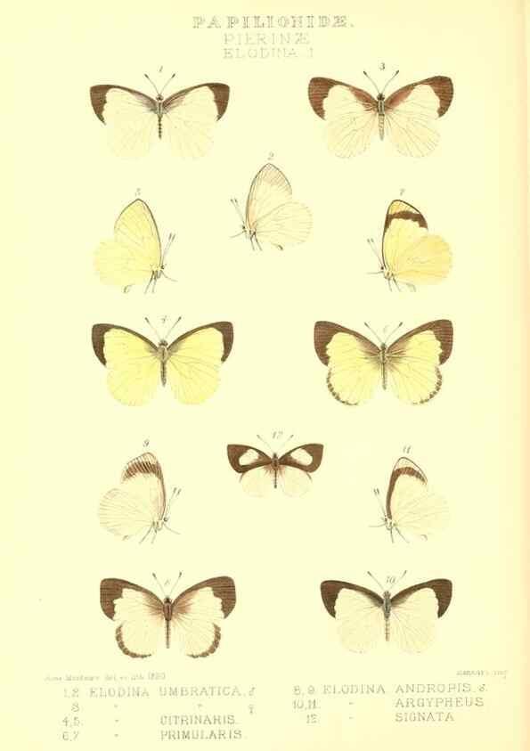 Reproducción/Reproduction 48954565047: Rhopalocera exotica. London :Gurney & Jackson,1887-1902.. 