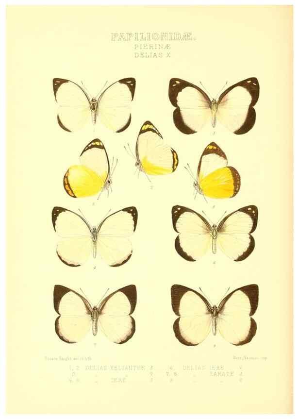 Reproducción/Reproduction 48954562532: Rhopalocera exotica. London :Gurney & Jackson,1887-1902.. 