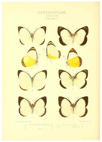 Reproducción/Reproduction 48954562532: Rhopalocera exotica. London :Gurney & Jackson,1887-1902.. 