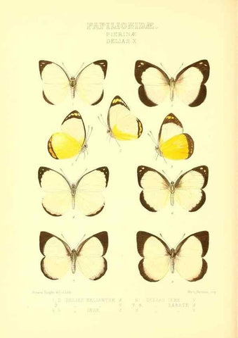 Reproducción/Reproduction 48954562532: Rhopalocera exotica. London :Gurney & Jackson,1887-1902.. 