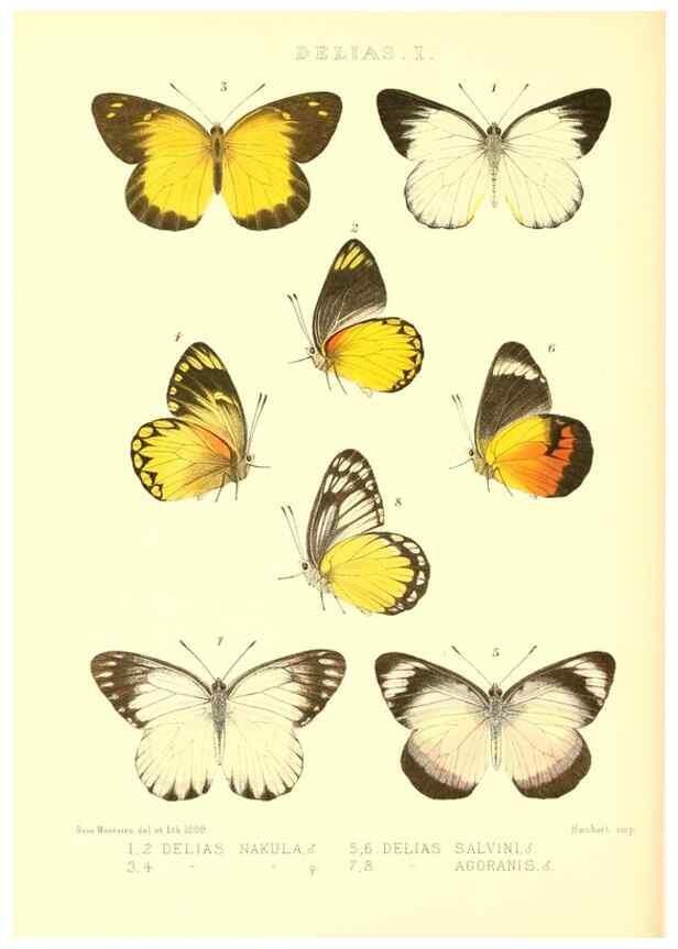 Reproducción/Reproduction 48954558902: Rhopalocera exotica. London :Gurney & Jackson,1887-1902.. 